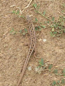 老驥伏櫪，志在千里——藍(lán)色力獅旅行版塔城游記